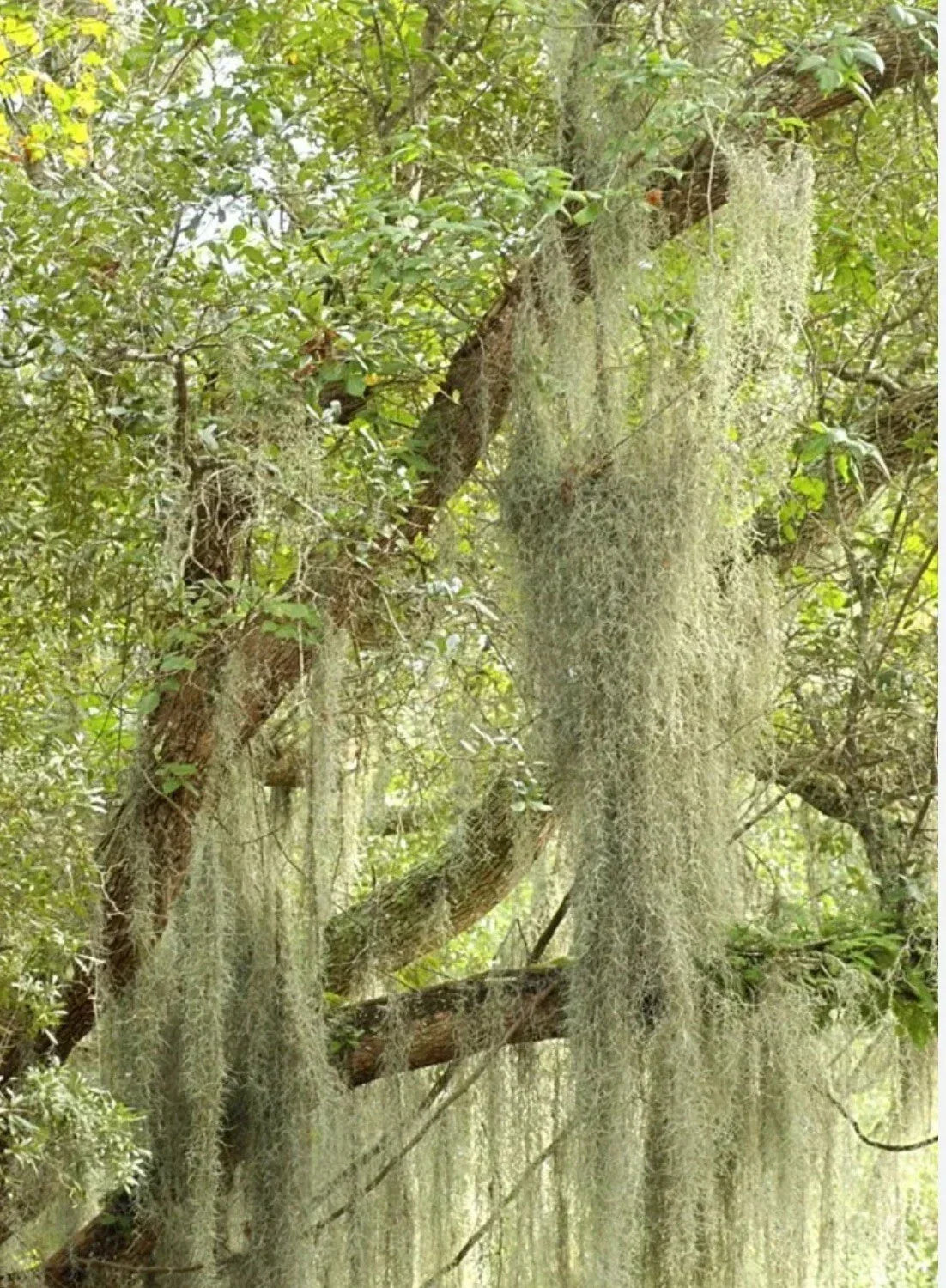 Live Spanish Moss Airplant - 5 Gallon Tillandsia usneoides - Freshly Picked Orlando Indoor Outdoor Decor