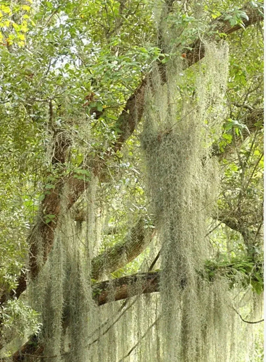 Live Spanish Moss Airplant - 5 Gallon Tillandsia usneoides - Freshly Picked Orlando Indoor Outdoor Decor