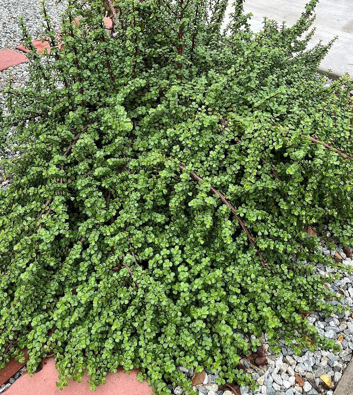 20 Cuttings Elephant Bush Succulent - Portulacaria afra Red Stem - Ideal for Propagation and Gifting