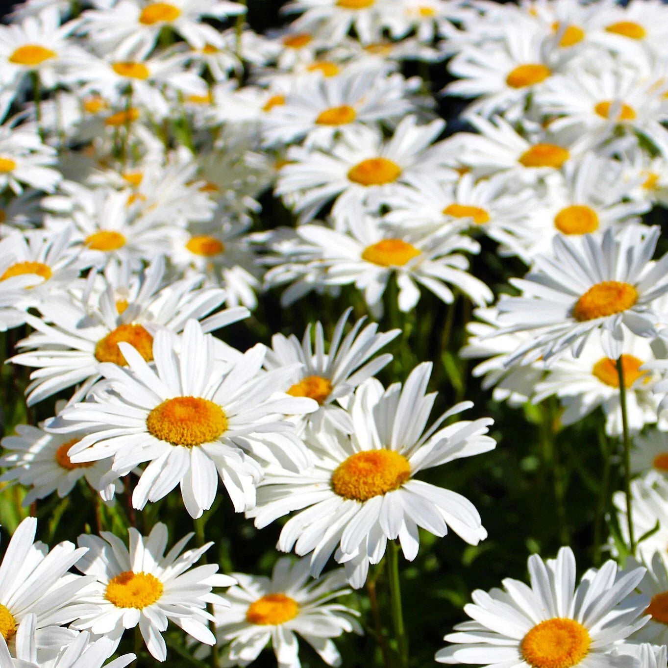 Shasta Daisy Seeds - Perennial Wildflower, White Flowers, Leucanthemum x superbum, 2025 Planting Season
