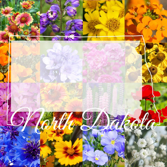 North Dakota Wildflower Seed Mix 1/2 Pound Bulk, Native Wildflowers for Pollinators, Covers 1,600 sq ft, Various Species