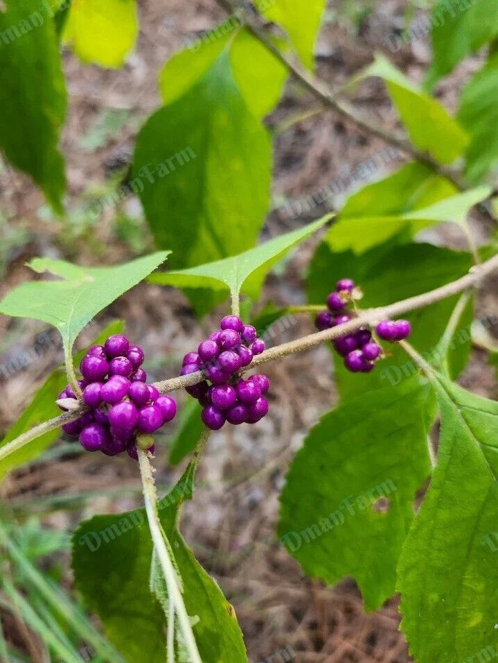 Fresh Cuttings French Mulberry Purple Beauty Berry Bush – Callicarpa Americana – 12 Premium Planting Cuttings