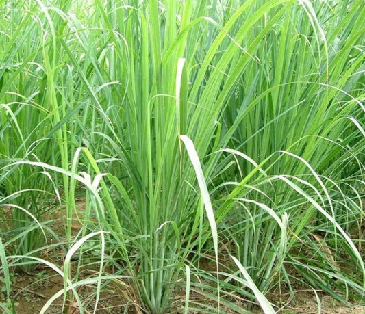 Lemon Grass Seeds - 100+ Non-GMO Cymbopogon citratus Perennial Herb for Culinary Use & Mosquito Repellent