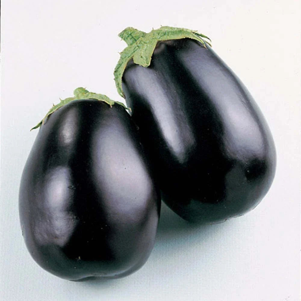 Black Beauty Eggplant Seeds - 100+ Heirloom Solanum melongena for Home Garden, Container, Full Sun, Non-GMO Seed Packet
