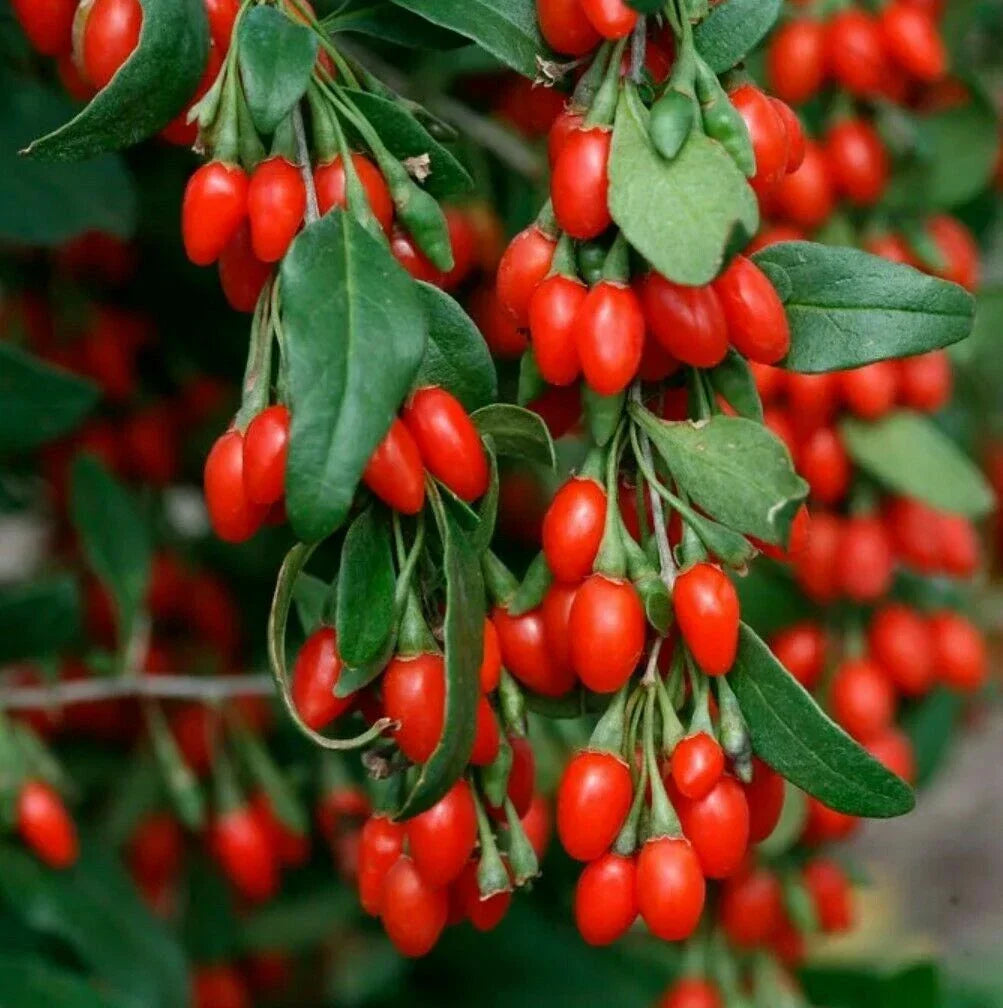 Live Goji Berry Plant - 3+ Year Mature Lycium barbarum Bush for Nutrient-Rich Berries, Potted, Ready to Plant