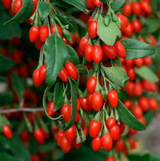 Live Goji Berry Plant - 3+ Year Mature Lycium barbarum Bush for Nutrient-Rich Berries, Potted, Ready to Plant