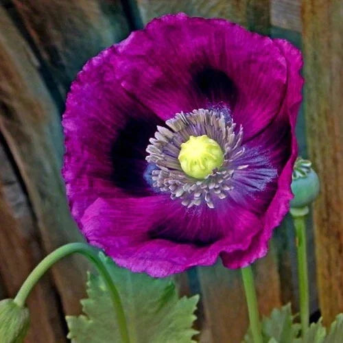 Poppy Seeds 500 Pack Lauren's Grape Purple Non-GMO for Bees & Butterflies, Papaver somniferum