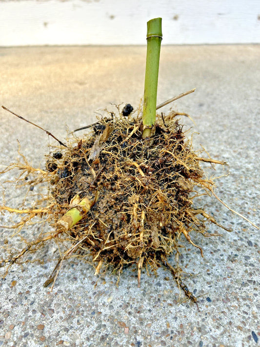 Live Bamboo Root 5 Inch Seabreeze Bambusa vulgaris Rhizome for Gardening, Landscaping, Privacy Screen
