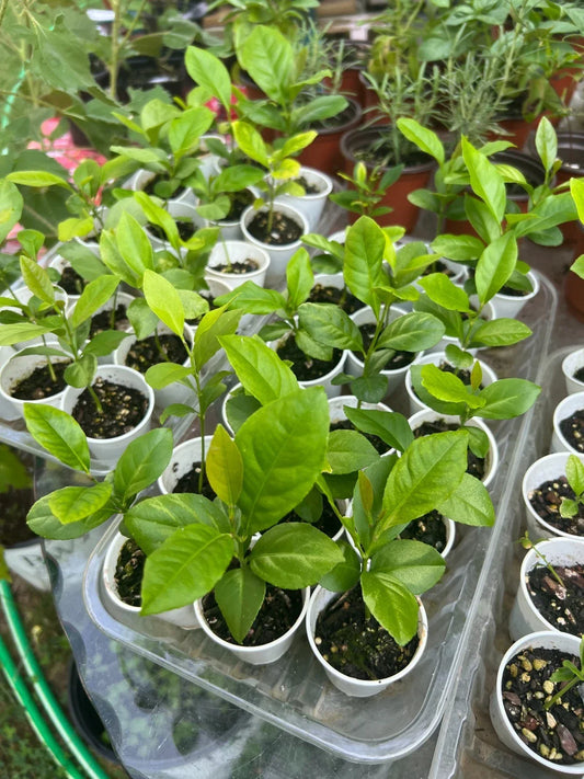 Lemon Tree Seedling Live Plant in 4-Inch Pot, Citrus limon, Fully Rooted, Indoor Outdoor Garden