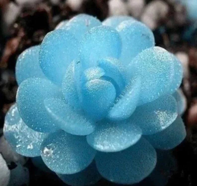 Blue Flower Succulent Seeds 100 Pack | Rare Notocactus Leninghausii for Indoor & Outdoor Gardens