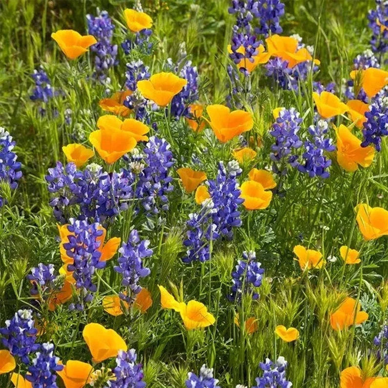 Deer Resistant Wildflower Seed Mix - 200 Organic Non-GMO Seeds - Attracts Pollinators - Various Species