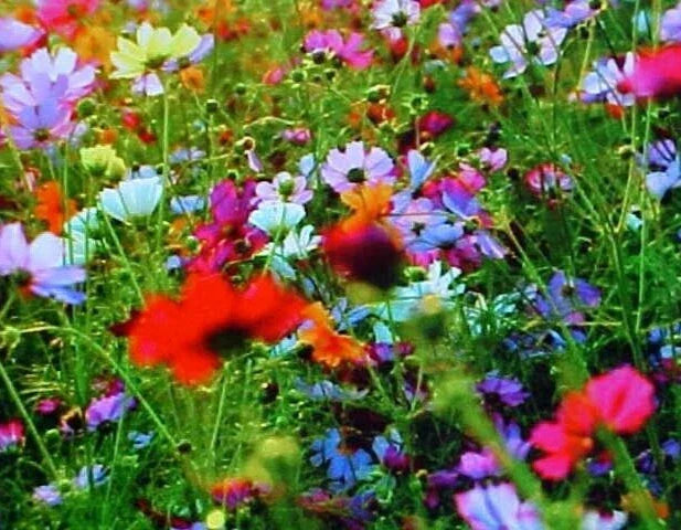 Fall Perennial Wildflower Seed Mix - 25 Varieties for Pollinators & Biodiversity - 2 Pound Eco-Friendly Garden Seed