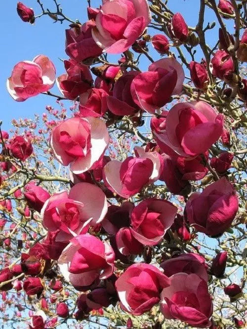Magnolia Seeds Pack of 5 - Alexandra Variety - Fragrant Lily Flower Tree - Magnolia x soulangeana - Garden, Landscaping, Pollinator Attracting