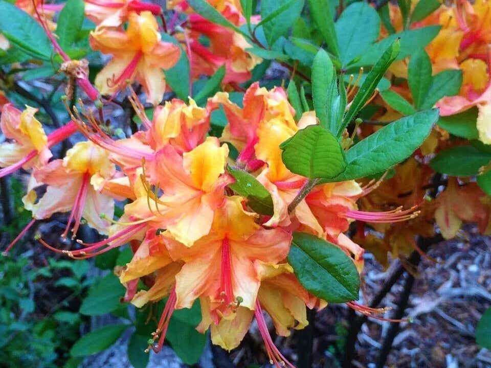 Deciduous Azalea Starter Plant - Tallulah Sunrise - Rhododendron 'Tallulah Sunrise' - Small Rooted Bush for Gardens