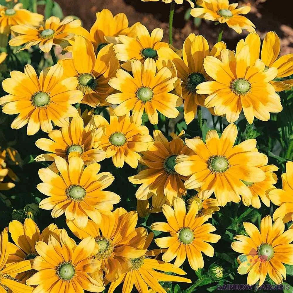 Rudbeckia Seeds - 200+ Green Eyes Variety for Garden Planting - Black-Eyed Susan - Rudbeckia hirta - Easy to Grow, Attracts Pollinators
