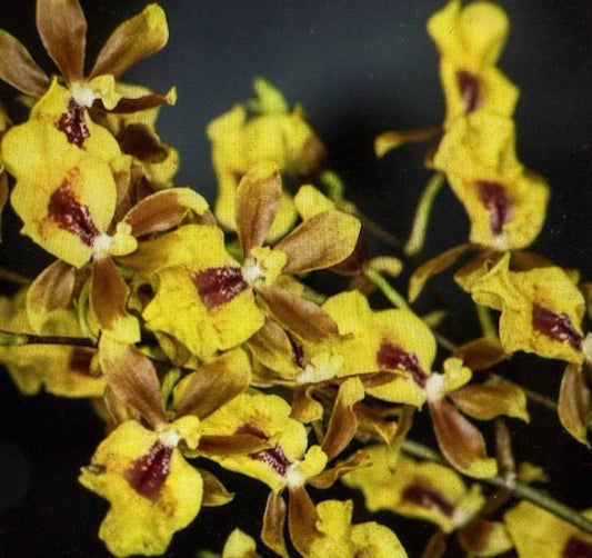 Orchid Plant 2-Inch Pot Oncidesa Hwuluduen Chameleon Hybrid Colorful Orchid for Indoor Decor