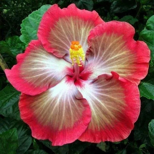 Hibiscus Seeds 20 Pack - Perennial Flower Seeds in White, Pink, Red - Hibiscus rosa-sinensis for Garden, Border, Container