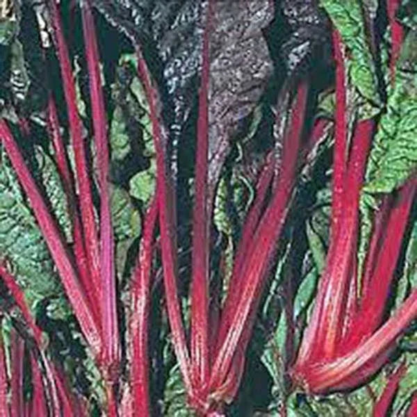 Swiss Chard Seeds - Ruby Red Heirloom, 500 Non-GMO Beta vulgaris subsp. vulgaris for Home Garden, Container, Salad & Cooking