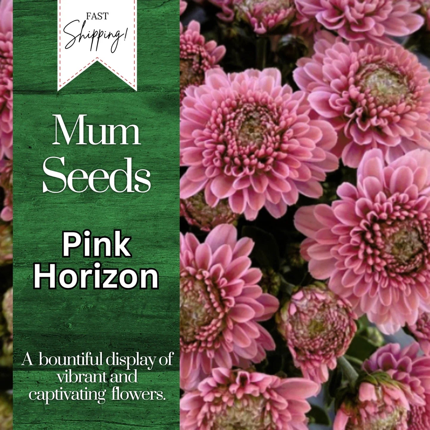 Pink Horizon Mum Seeds | 200+ Chrysanthemum morifolium Annual Flower Seeds for Borders & Containers