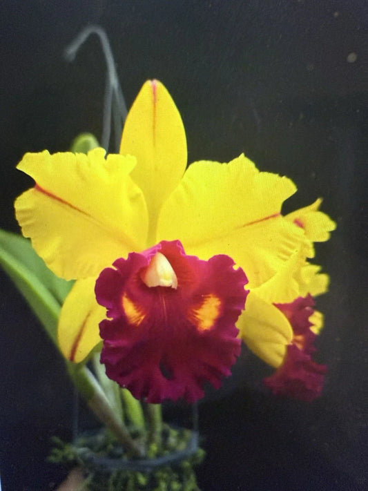Orchid Plant 2-Inch Pot Blc Tainan Gold Hawaii Tropical Blooming Brassolaeliocattleya
