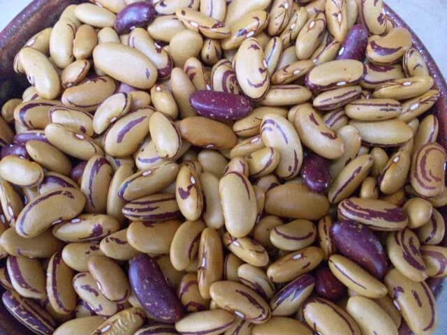 Tiger's Eye Bush Bean Seeds - Heirloom Phaseolus vulgaris, Golden Color, Nutty Flavor, 10 Seeds for Home Gardening