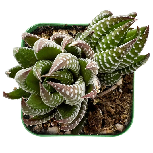 Live Haworthia Coarctata Succulent Plant in 2-Inch Pot, Green Indoor Houseplant, Fully Rooted, Easy Care, Small Space Decor