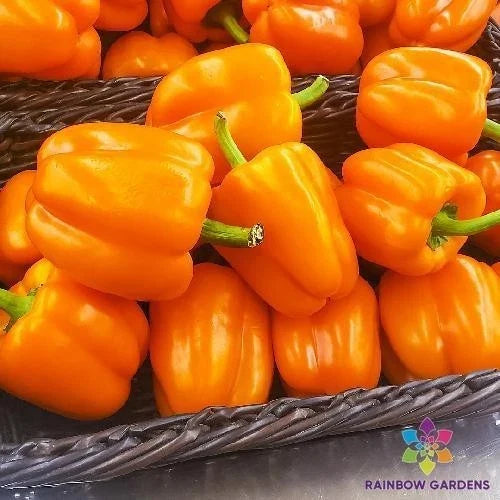 Orange King Sweet Pepper Seeds – Capsicum annuum – Heirloom, Non-GMO, Vibrant Orange, 25+ Seeds for Garden, Container & Bed Planting