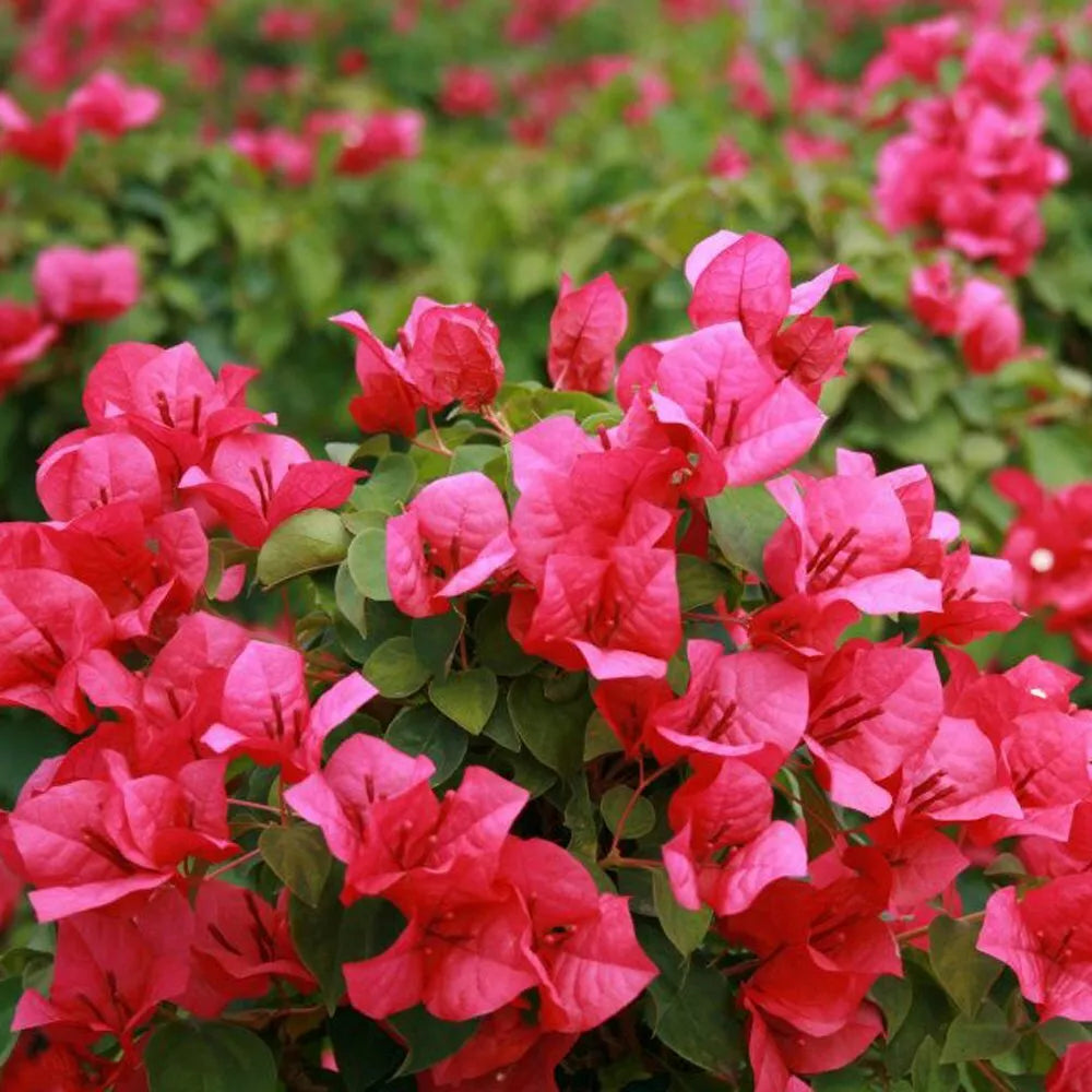 Bougainvillea Starter Plant - Bare Root JUANITA HATTE Variety - Vibrant Color, Well-Rooted Bougainvillea (Bougainvillea spp.)