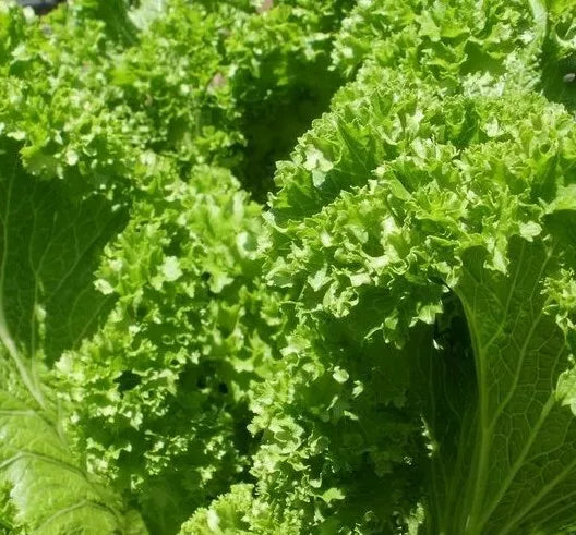 Old Fashioned Mustard Seeds – Brassica juncea – 500+ Non-GMO Vegetable Garden Greens for Container & Garden Cultivation