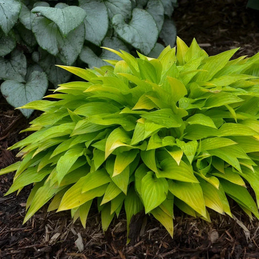 Hosta Munchkin Fire Plant in 5.25" Pot, Shade Garden Perennial with Fiery Foliage, Compact Hosta spp. for Containers and Small Spaces