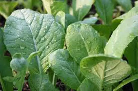Mustard Greens Seeds, Heirloom Tendergreen, Non-GMO, Brassica juncea, Leafy Green Vegetable, 100 Seeds