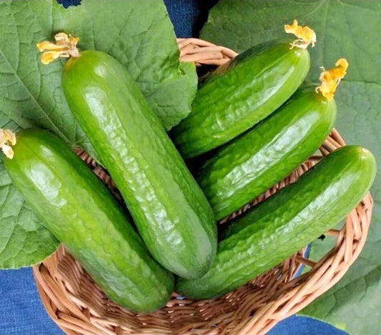 Organic Muncher Cucumber Seeds – Heirloom, Non-GMO, Cucumis sativus, Vining Vegetable for Fresh Eating & Pickling, 100+ Seeds Pack