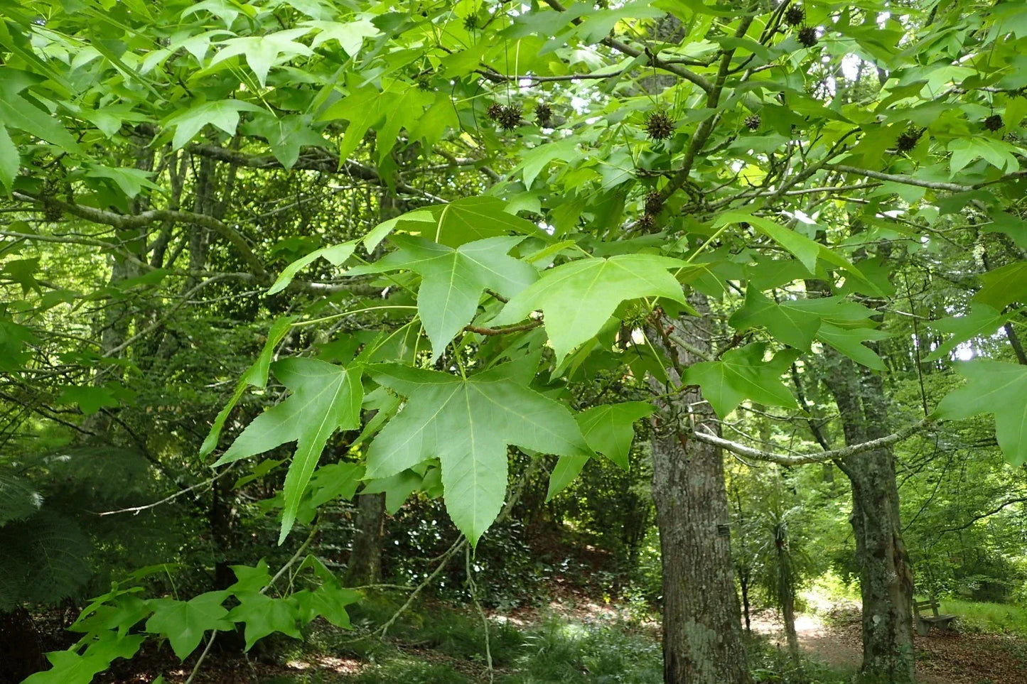 American Sweetgum Seeds - 30 Count, Liquidambar styraciflua, Fast-Growing Shade Tree, Autumn Foliage, Landscaping, Drought Tolerant