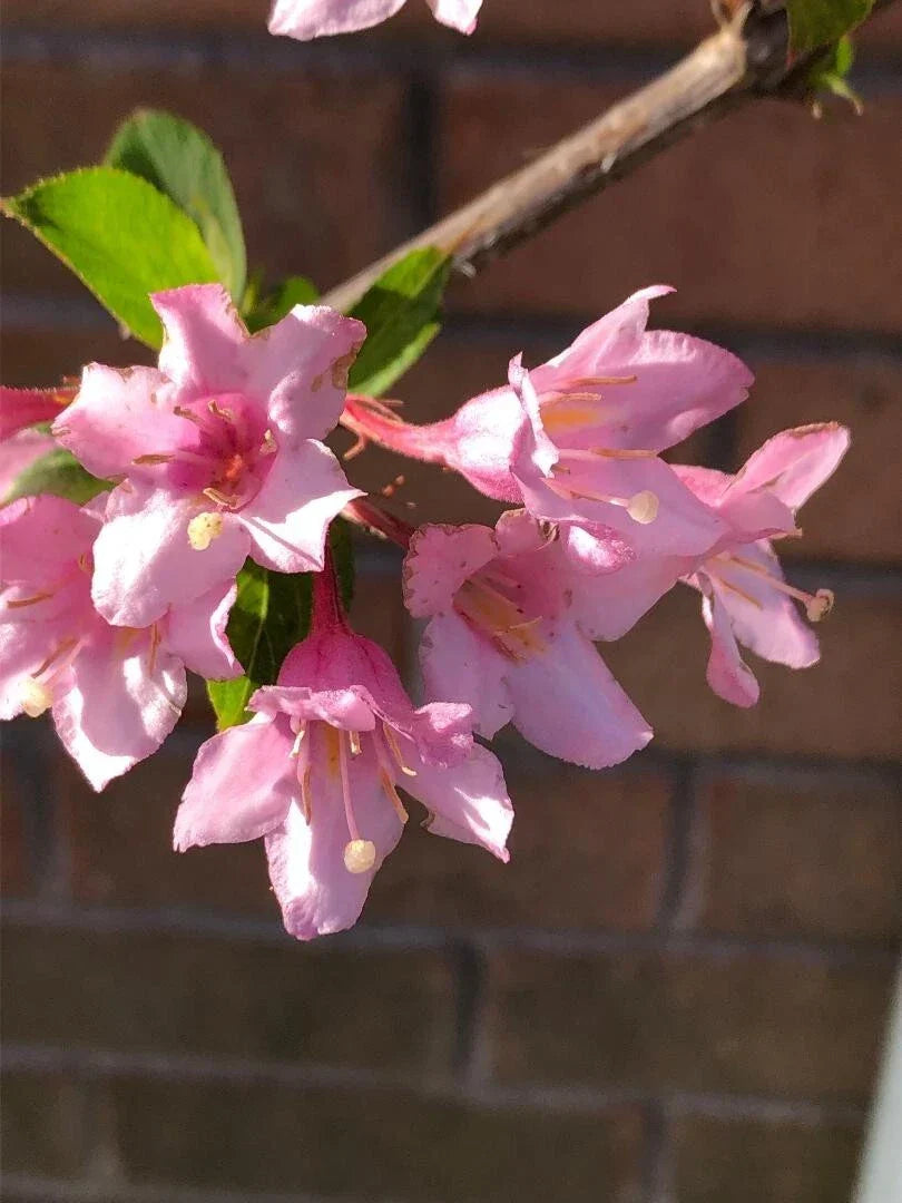 Weigela Cuttings 6-8" Pink Princess - Hummingbird Attracting Weigela florida Garden Plant