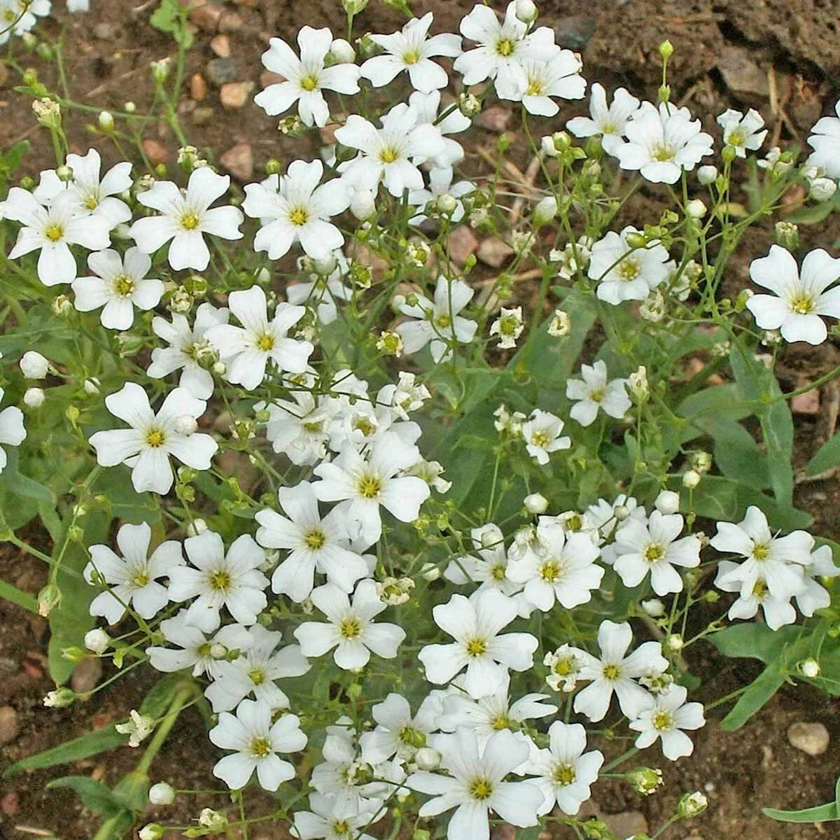 Baby's Breath Wildflower Seeds 1 lb – Gypsophila elegans – Everwilde Farms Mylar Seed Packet