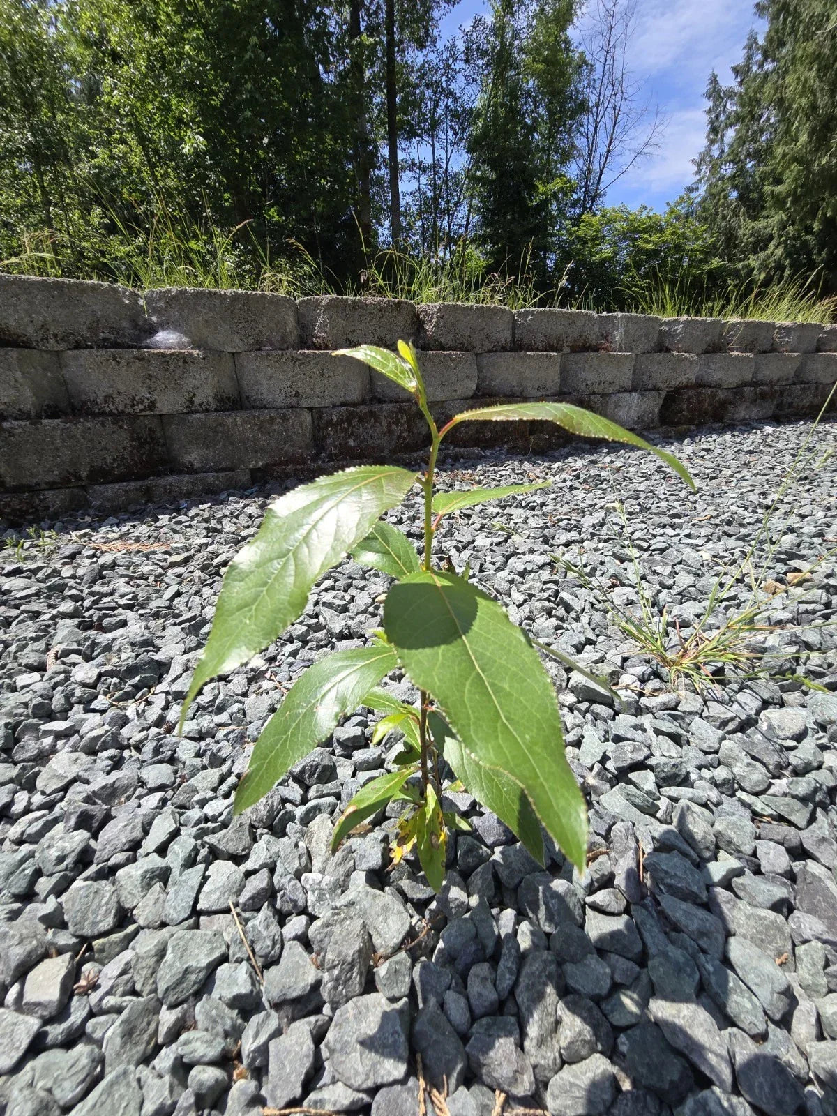 Black Cottonwood Bare Root Trees 6-9 Inches, Populus trichocarpa, Eco-Friendly Landscaping, Wetland Restoration, Native Tree