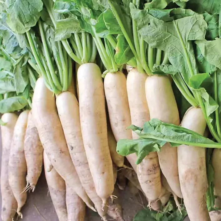 White Daikon Radish Seeds - Non-GMO Vegetable Seeds for Garden, Raphanus sativus, 300+ Pack