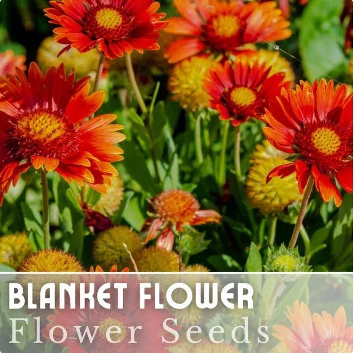 Blanket Flower Seeds - 200 Pack, Ruby Red Shades, Gaillardia aristata, Annual Garden Bloom for Borders & Containers