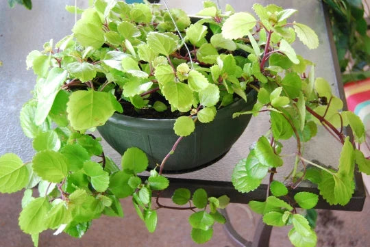 Plectranthus Australis House Plant - Rooted Swedish Ivy - Trailing Green Foliage Indoor Plant for Home & Office