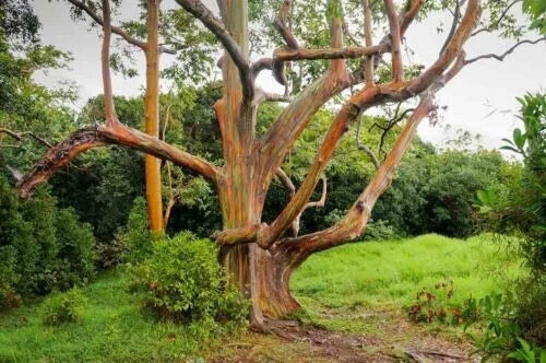 50 Mixed Eucalyptus Seeds - Perennial Flowering Trees for Garden, Fragrant Greenery, Eucalyptus spp. - US Seller