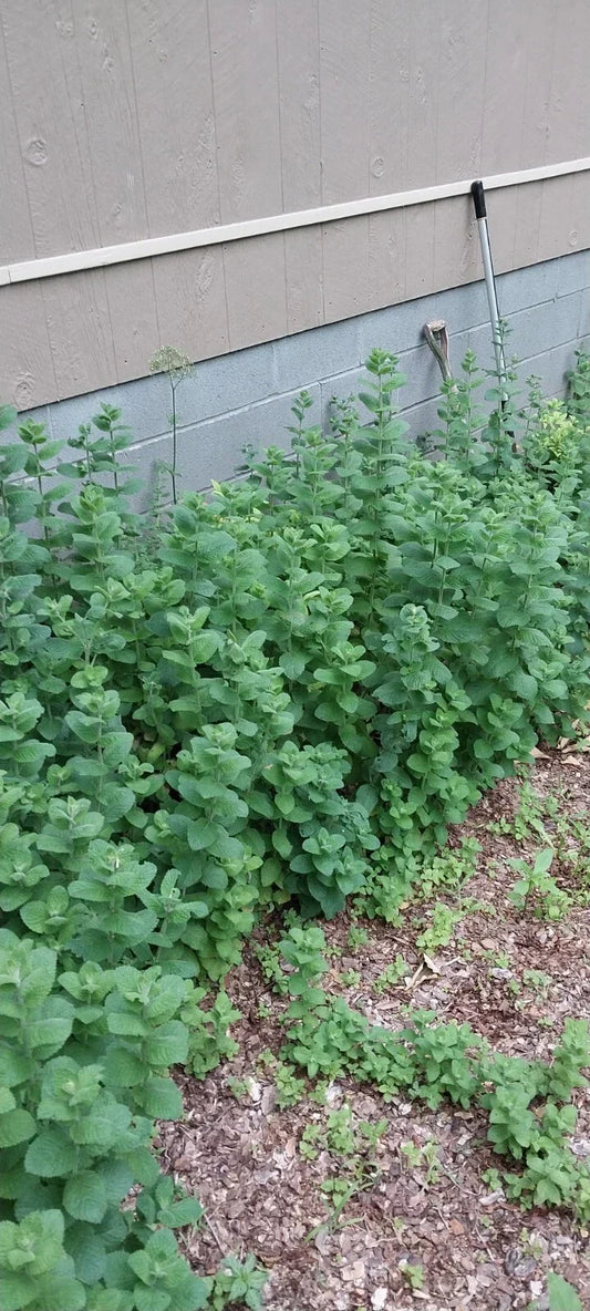 Hardy Giant Apple Mint Plants 10 Pack | Mentha suaveolens 'Variegata' | Perennial Herb for Garden, Container, Culinary, Tea