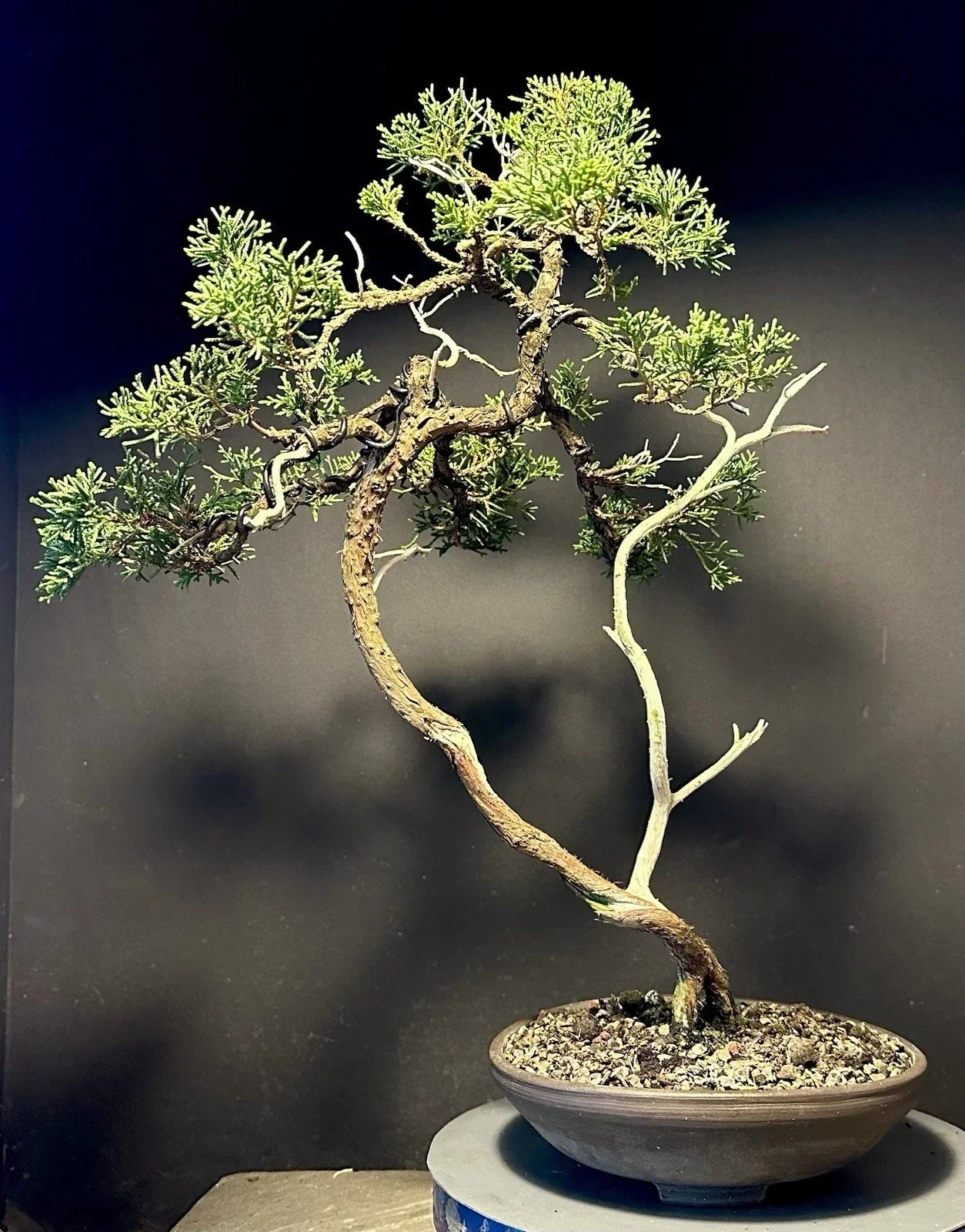 Shimpaku Bonsai Tree 18-inch Itoigawa Juniper Literati Jin/Shari in American Pot - Juniperus chinensis