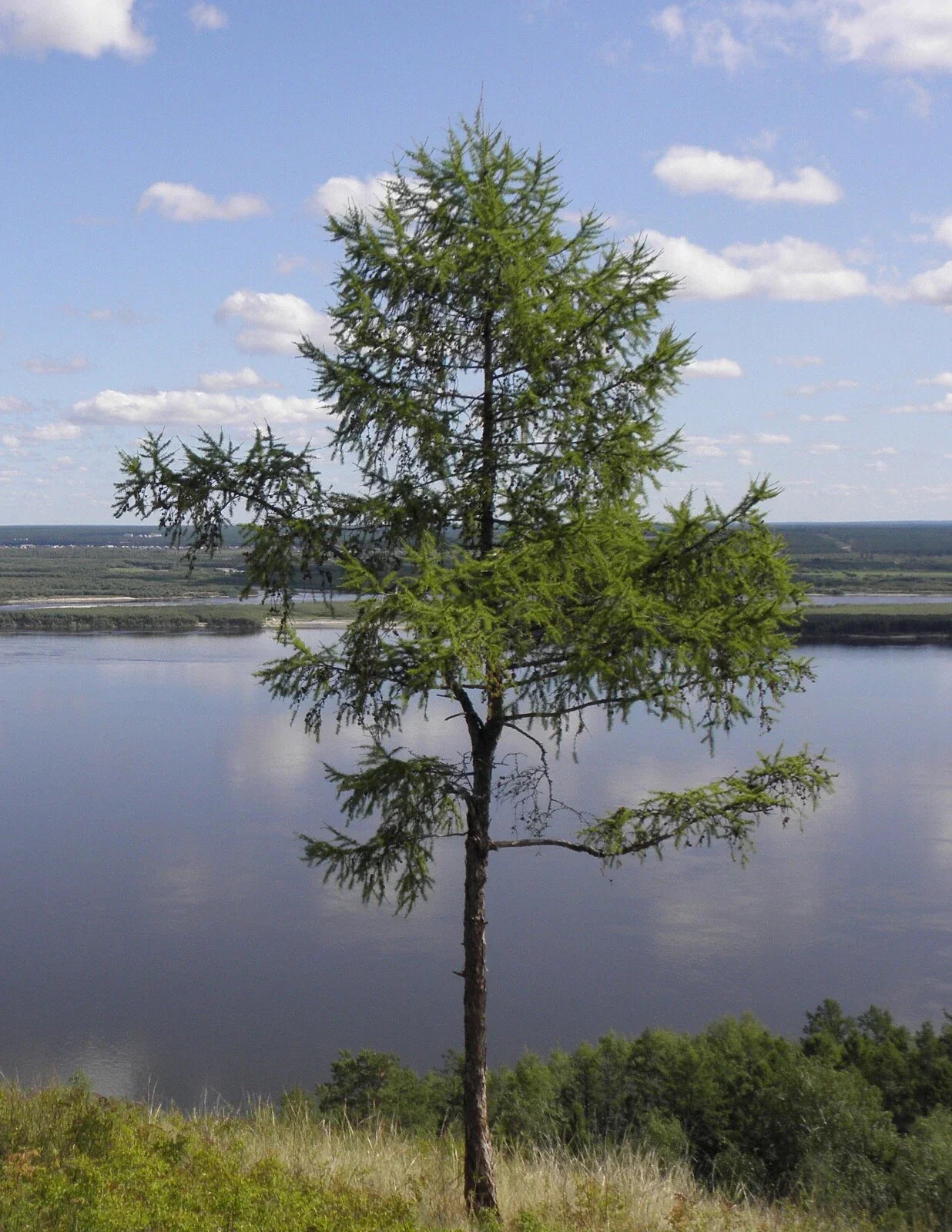 Dahurian Larch Tree Seeds - Larix gmelinii - Evergreen Conifer Seeds for Reforestation & Landscaping