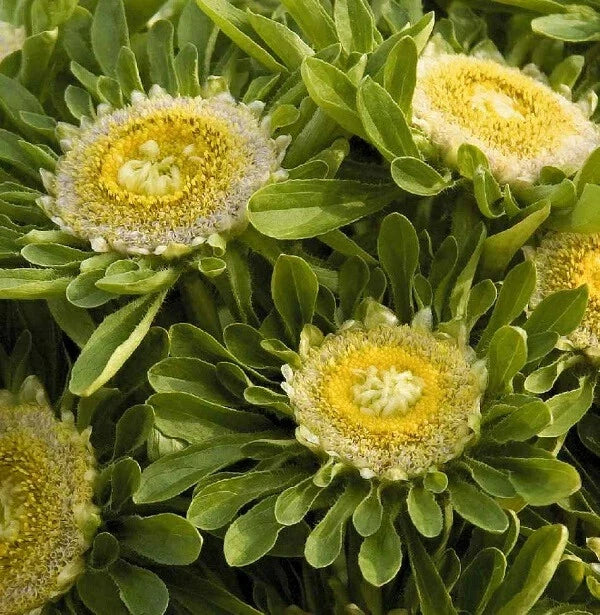 Aster Seeds Pack of 25 | 'Hulk' Purple Perennial Flower | Aster novae-angliae | Garden, Pollinator, Cut Flower