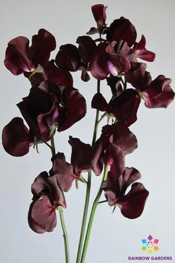 Topsy Sweet Pea Seeds Pack of 50+ | Fragrant Lathyrus odoratus Climbing Vine for Garden, Trellis & Pollinators | USA Grown