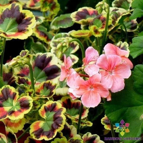 Mrs. Henry Cox Geranium Seeds - 25+ Vibrant Colors Pelargonium x hortorum for Garden Beds & Containers