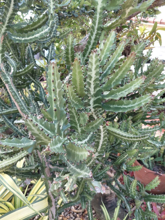 Large Rooted Euphorbia Lactea Candelabra Milk Stripe Cactus Plant - Unique Decorative Succulent for Home & Office