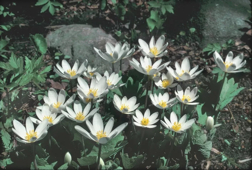 Wild Bloodroot Plants 20-Pack Fresh Red Root Sanguinaria canadensis Appalachian Mountains