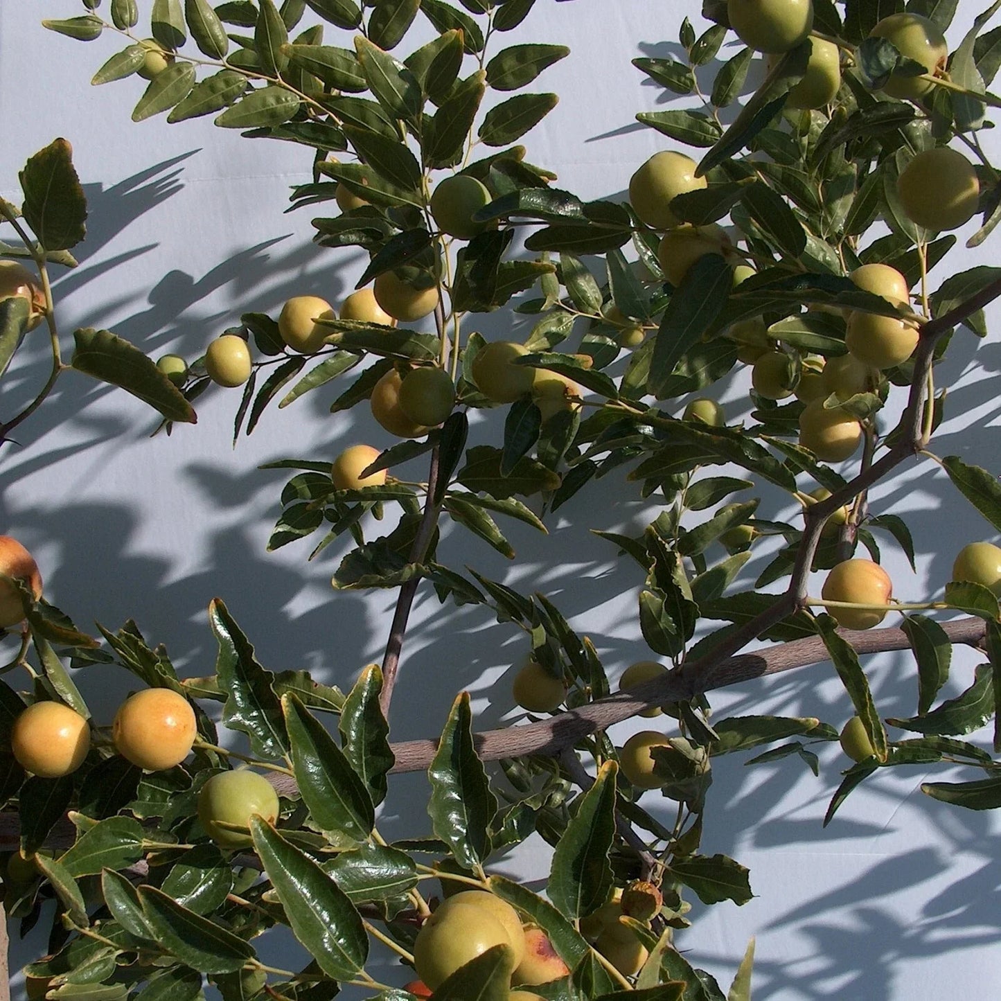 Honey Jar Jujube Tree Scion Wood 8" Thin Cutting for Grafting Ziziphus jujuba Propagation