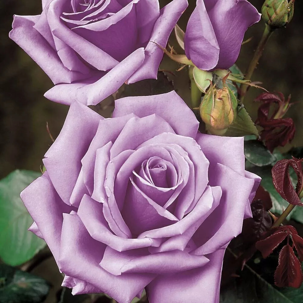 Rose Bush Cuttings - 3 Unrooted 6" Blue Girl Rose (Rosa 'Blue Girl') Flowering Shrub for Garden Planting